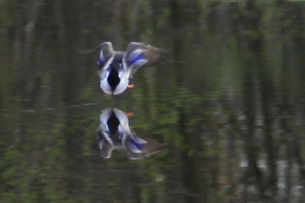 Coming in for a landing