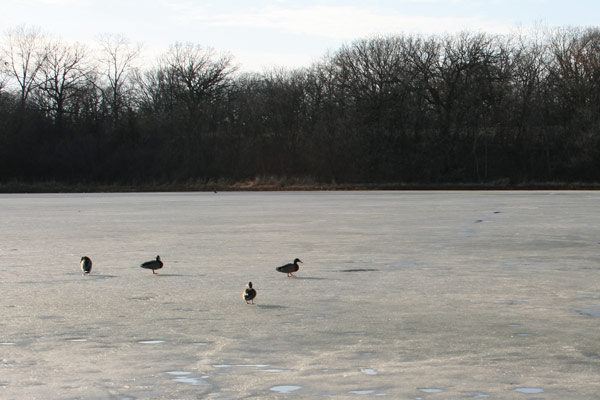 Ducks on ice