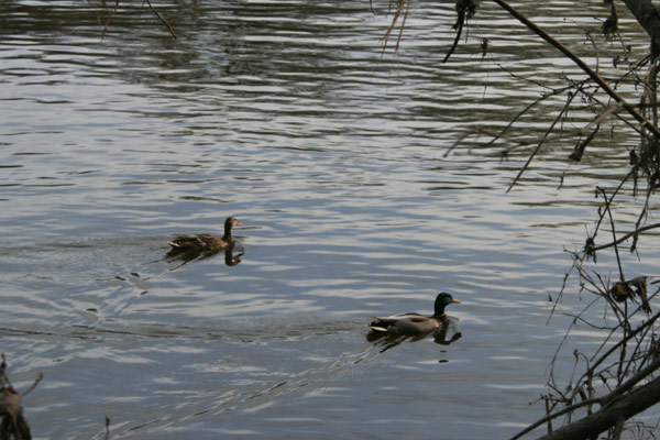 Ducks swimming away