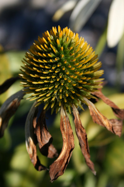 Fall Flower
