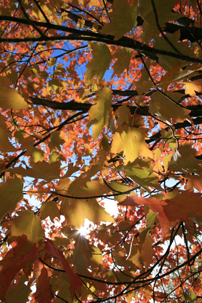 Fall Leaves