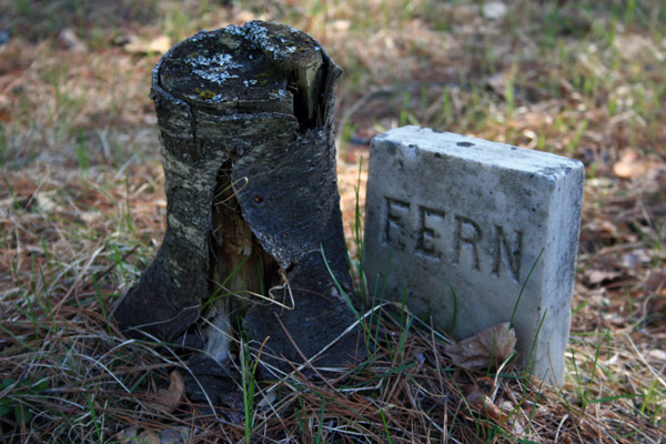 Fern