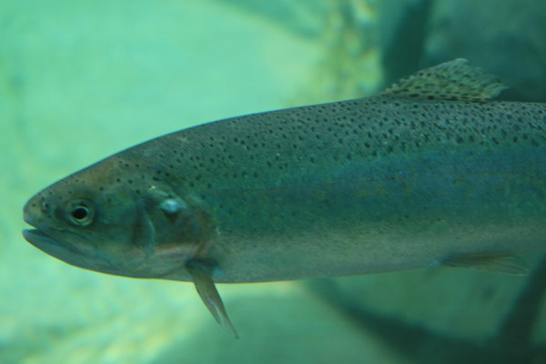 These fish are food
