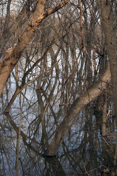 Flooded Trees