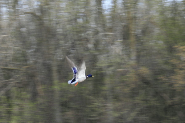 Flying Duck Flying Duck