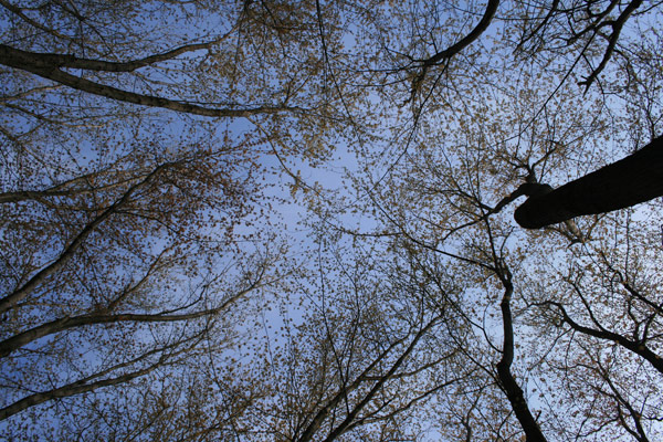 Looking Up Looking Up