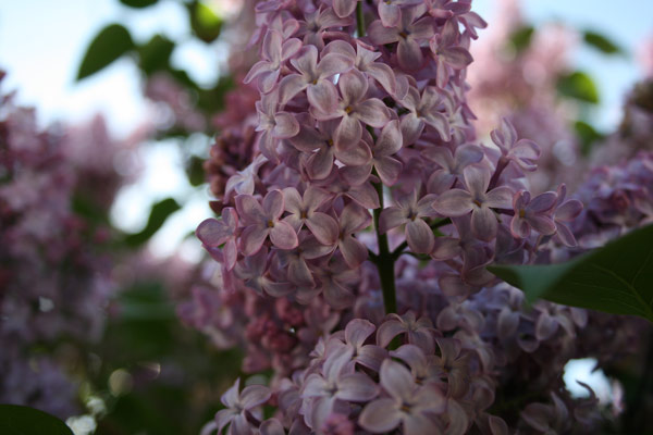Mom's Lilacs