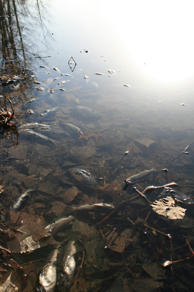 More Dead Fish