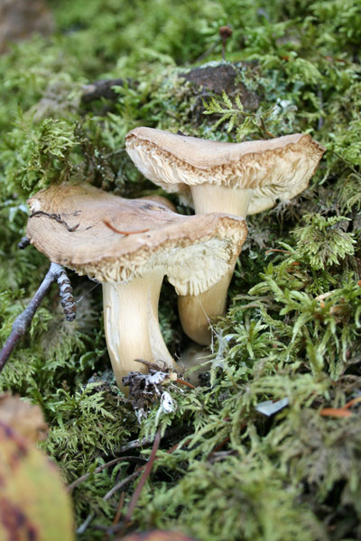 Moss & Mushrooms