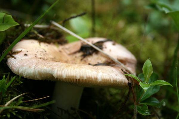 Mushroom, Gunflint Trail