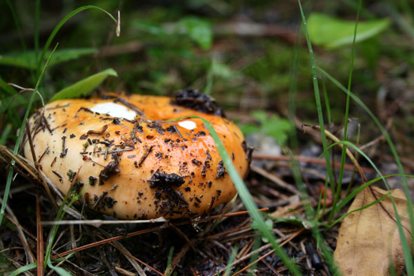 Orange Mushroom