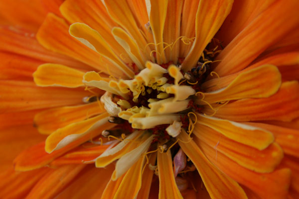 Orange Flower