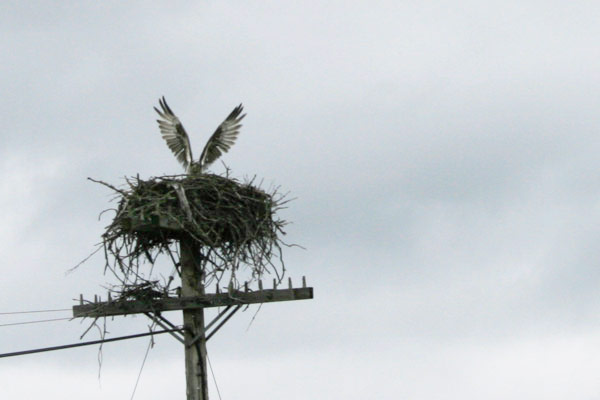 An Osprey about to leave its nest An Osprey about to leave its nest