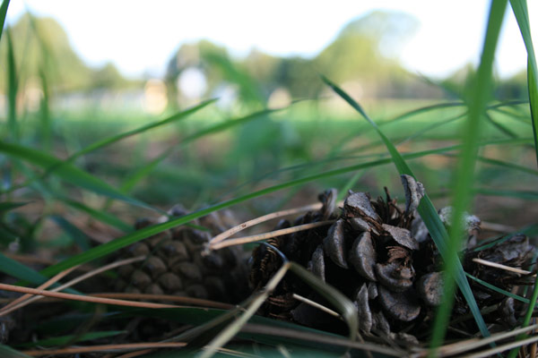 Pine cones on the grass