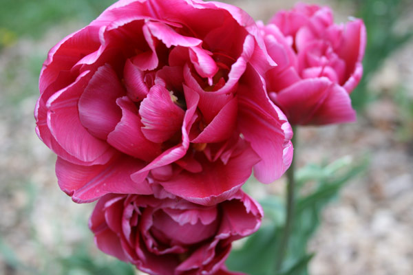 Pink flowers at the park