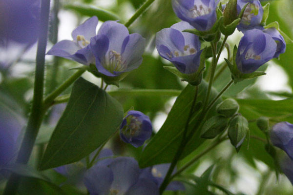 Small purple flowers