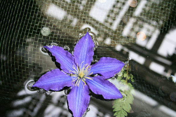 Purple flower in a fountain. Como Conservatory. June 2010.