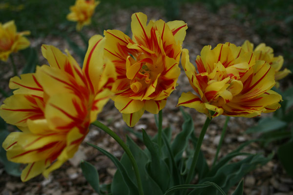 Red & Yellow Flowers