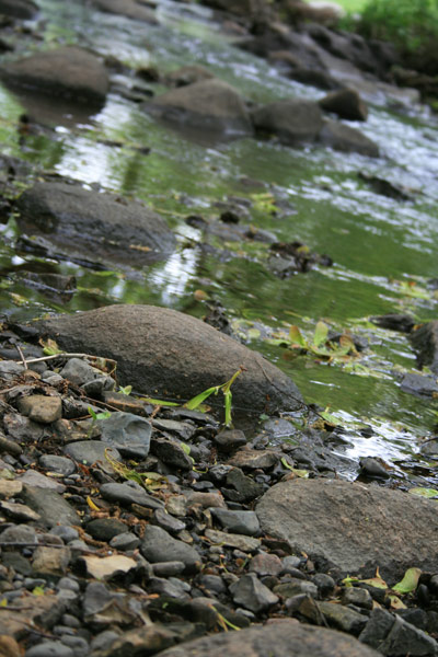 The shallow river