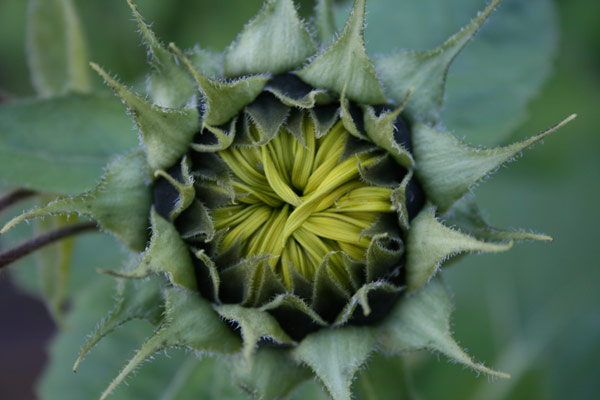 Closed Sunflower
