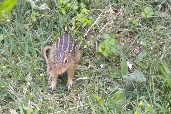 Thirteen-lined Ground Squirrel