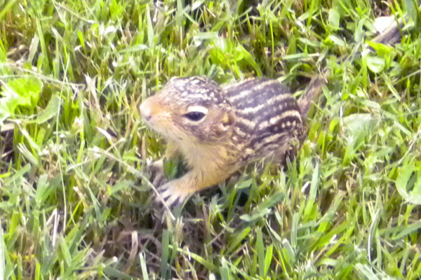 Thirteen-lined Ground Squirrel