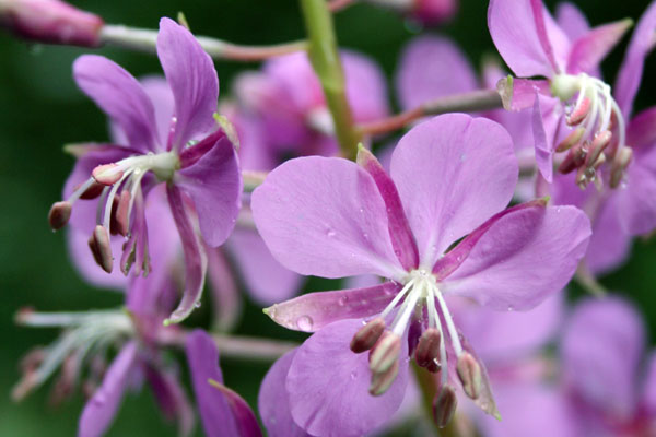 Flower after rainfall