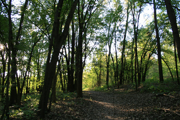 Sunlight through the trees