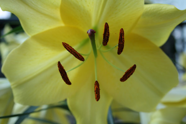 Yellow Lily at Como Conservatory. June 2010.