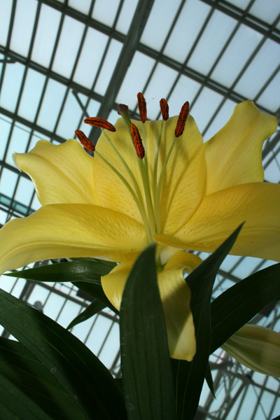 Yellow Lily at Como Conservatory. June 2010.