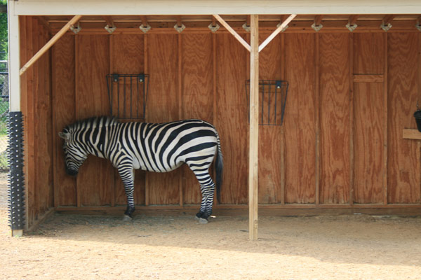 Zebra at the Como zoo on time out
